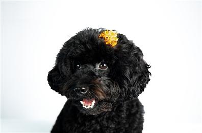 Xbox被FTC罚款2000万美元 因非法收集儿童数据